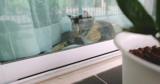 Pomalé Záběry Roztomilé Skvrnité Kočky Sedící Okně — Stock video