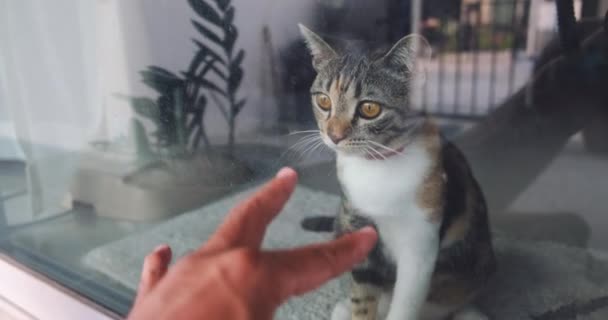 Αργή Πλάνα Από Χαριτωμένο Spotted Γάτα Κάθεται Στο Παράθυρο Και — Αρχείο Βίντεο