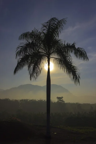 Sunrise behind the palm trees — Stock Photo, Image