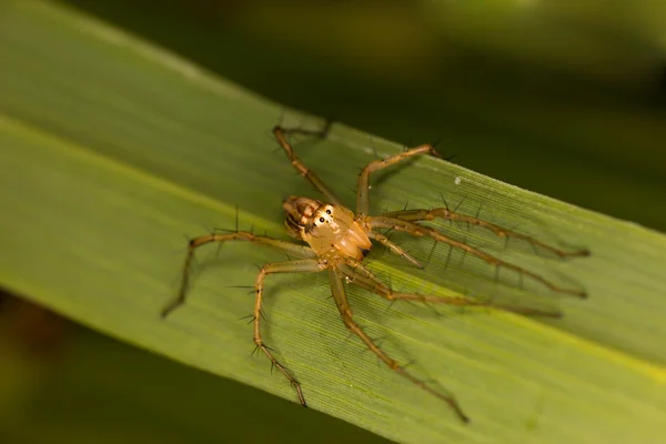 Vista frontal de uma aranha jumper — Fotografia de Stock