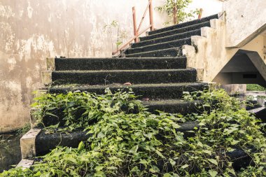 taş merdiven çim ile dolu