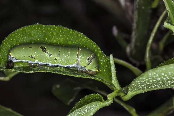 Oruga verde en una hoja — Foto de Stock