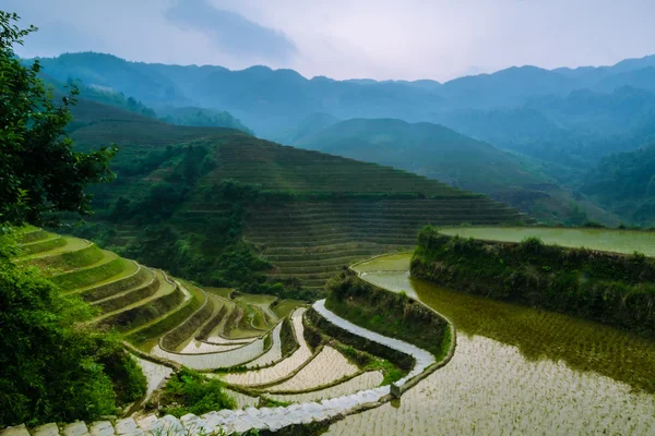 Terrasserade risfält i Asien Stockbild