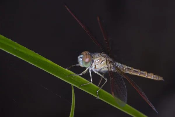 Dragonfly on green grass stem — Stock Photo, Image