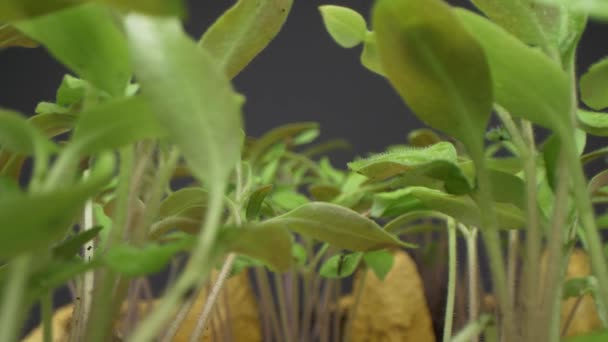 相机滑行镜头穿过番茄幼苗移动回来。绿色花园，蔬菜. — 图库视频影像