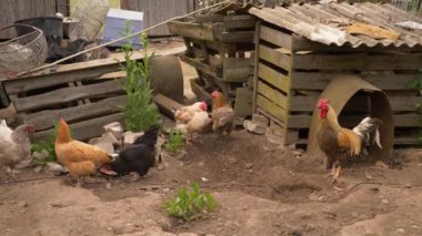 Mutlu bir hayat. Çitlerinde yürüyen özgür tavuklar. Köyde hayat..