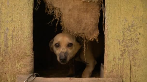 Starý venkovský rodinný pes ve svém domě. Vystrašený pes nechce jít ven. Smutné oči. — Stock video