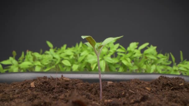 Vue macro de la femme transplantant des plants de tomate dans un pot plus grand. Agriculture verte. — Video