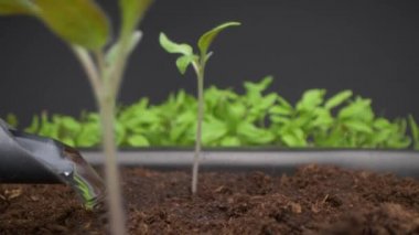 Kadının fidelerini sularken ki son derece yakın çekim görüntüleri. Evde bahçıvanlık. Domates filizinin geriden görünüşü.