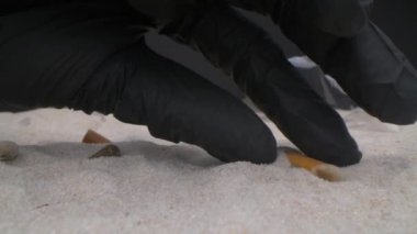 Kirli plajları temizleyen insanların kamera görüntüsüne doğru ilerliyoruz. Kadınlar, çocukların oynamak istedikleri yerdeki çöpleri toplarlar. Küresel sorun. Süper yakın çekim.