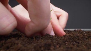 Tohum eken bir kadının yakın çekim görüntüsüne kayıyorum. Ev bahçesi, kadın eli..