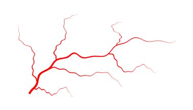 İnsan damarları, kırmızı kan damarları dizaynı. Vektör illüstrasyonu beyaz arkaplanda izole edildi