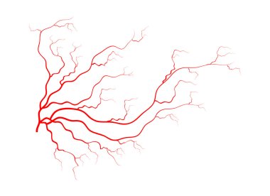 İnsan damarları, kırmızı kan damarları dizaynı. Vektör illüstrasyonu beyaz arkaplanda izole edildi
