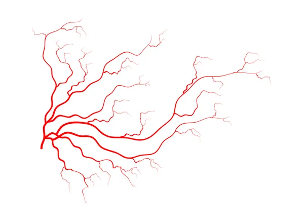 Venas humanas, diseño de vasos rojos. Ilustración vectorial aislada sobre fondo blanco — Vector de stock