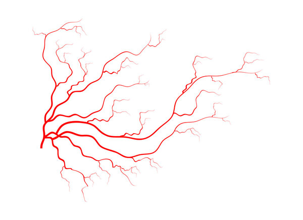 human veins, red blood vessels design. Vector illustration isolated on white background