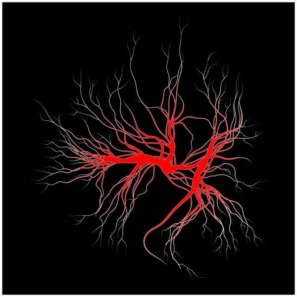 Human veins, red blood vessels design. Vector illustration isolated on white background — Stock Vector