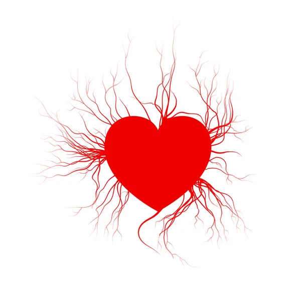 Vene umane con cuore, rosso amore vasi sanguigni design valentino. Illustrazione vettoriale isolata su sfondo bianco — Vettoriale Stock
