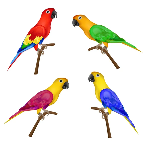 Set of beautiful colorful parrots isolated on white background- — Stock Vector