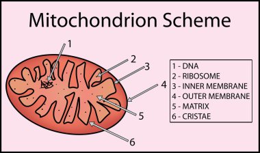 Yapı büyük bir mitokondri organel. mitokondri anatomisi