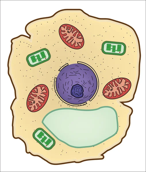 벡터 일러스트 레이 션의 식물 세포 구조, 세포의 해부학. — 스톡 벡터