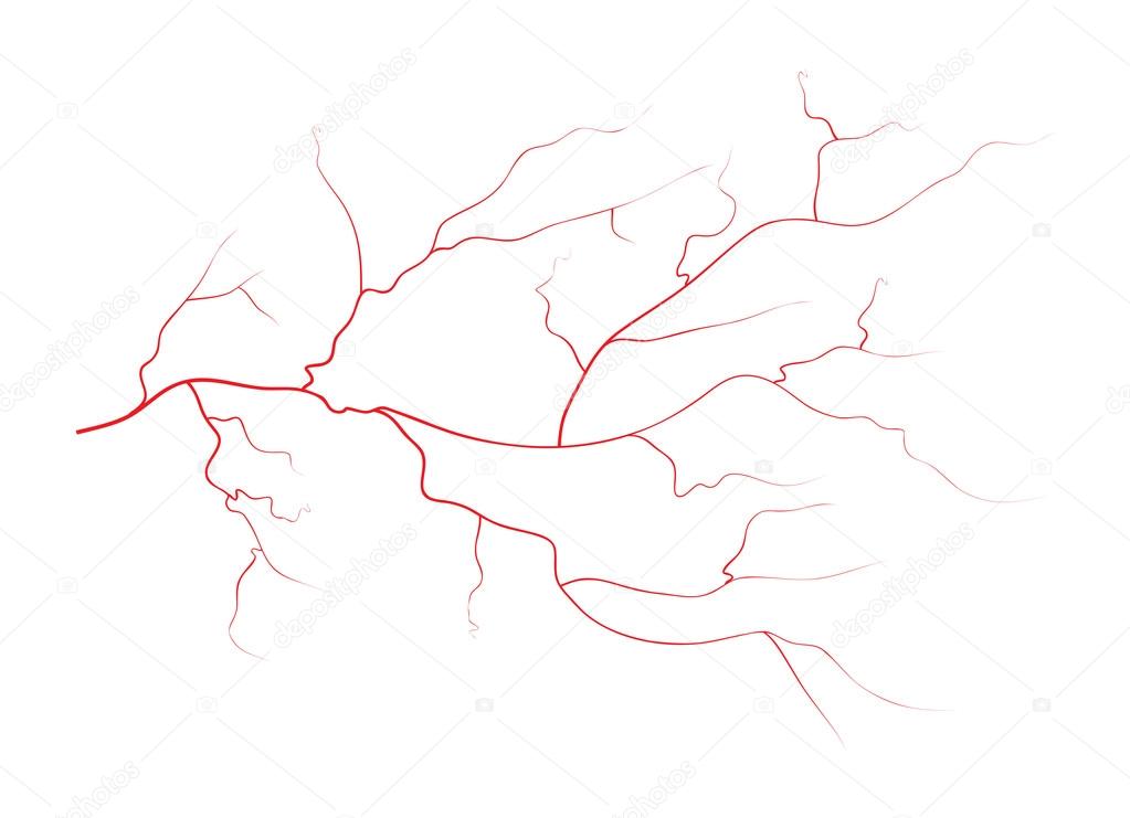 imagenes de venas para colorear