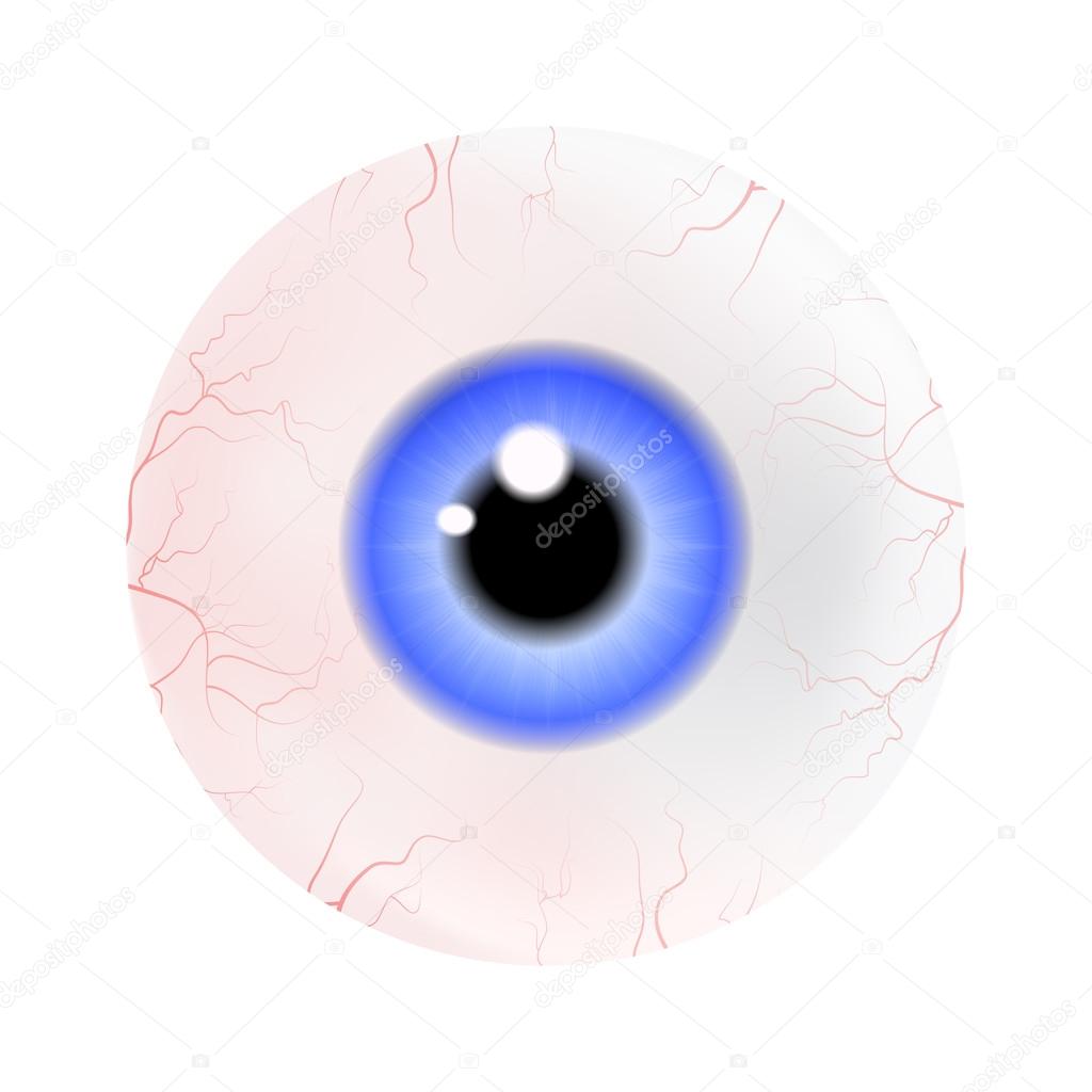Image of realistic human eye ball with colorful pupil, iris. Vector illustration isolated on white background.