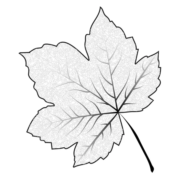 Bild des umrissenen Ahornblattes. Vektor-Illustration isoliert auf weißem Hintergrund. — Stockvektor