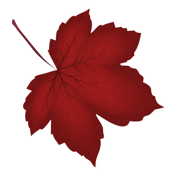 Gerçekçi kırmızı akçaağaç yaprağı görüntüsü. Beyaz arka plan üzerinde izole vektör çizim.