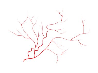 göz damarları, insan kırmızı kan damarları, kan sistemi. Beyaz arka plan üzerinde izole vektör çizim