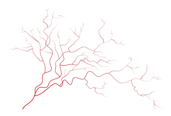 Oog aderen, menselijke rode bloedvaten, bloed systeem. Vectorillustratie geïsoleerd op witte achtergrond — Stockvector