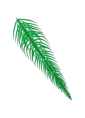 Noel köknar dalı, kart, simge ve sembol için çizgi film tasarımı. Kış vektör çizimi beyaz arkaplanda izole edildi.