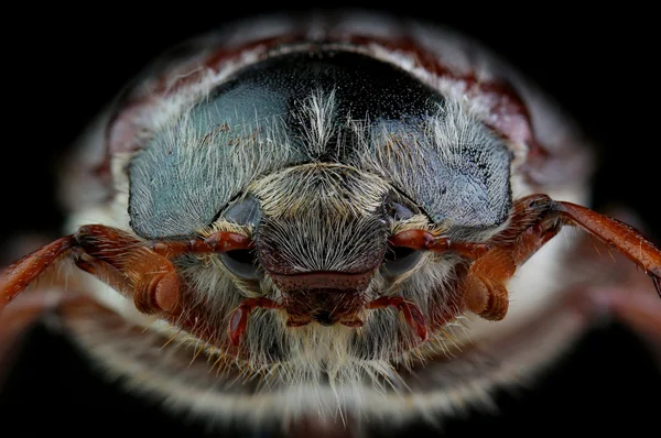 Head of cockchafer. Extreme macro — Stock Photo, Image