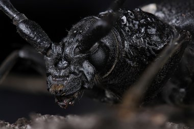 Büyük Oğlak böceği (Cerambyx cerdo)