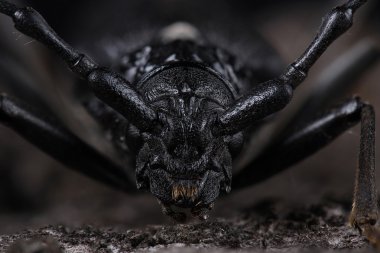 Büyük Oğlak böceği (Cerambyx cerdo)