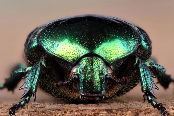 Beetle (Cetonia aurata). Extreme macro — Stock Photo, Image