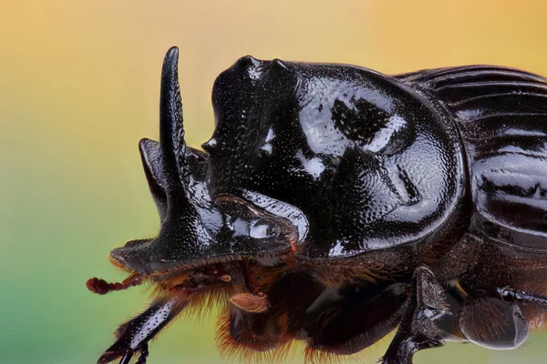 Male of beetle (Copris lunaris) — Stock Photo, Image