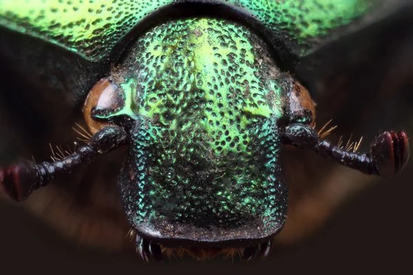 Head of beetle (Cetonia aurata). Extreme macro — Stock Photo, Image