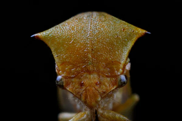 버팔로 treehopper (Stictocephala bisonia) — 스톡 사진