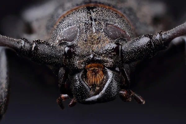 Голова жука Лонгхорна ( Prionus coriarius ) — стокове фото