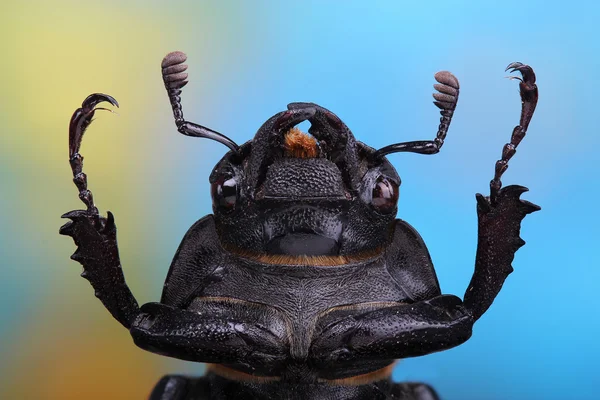 Fêmea de besouro de veado (Lucanus =us ) — Fotografia de Stock