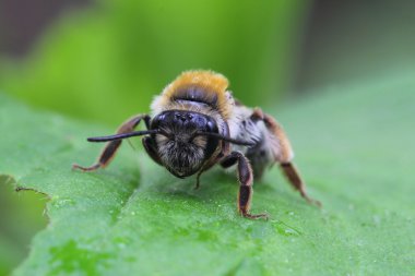 Yaprak üzerinde dinlenme arı