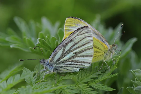 Souložící motýli - zelená žilnaté bílá (Pieris napi) — Stock fotografie