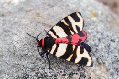 Female of Hebe Tiger Moth (Arctia festiva) clipart