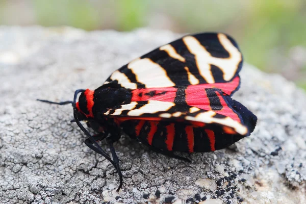 Female of Hebe Tiger Moth (Arctia festiva) — Stock Photo, Image