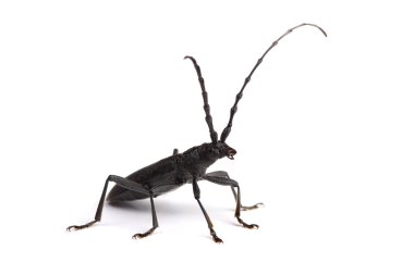 Longhorn böceği üzerinde beyaz izole