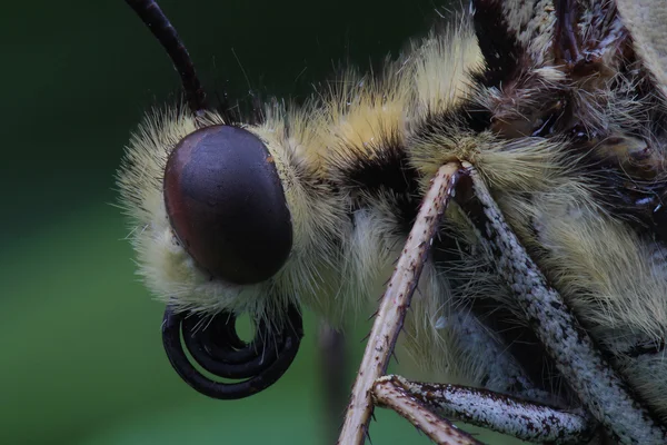 Kelebek - eski dünya swallowtail başkanı — Stok fotoğraf