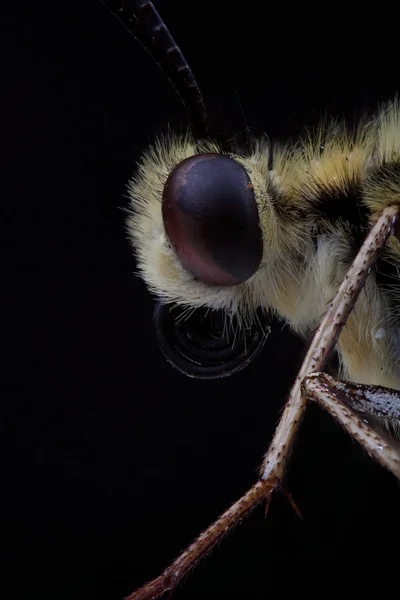 Head of Butterfly - Old World swallowtail — Stock Photo, Image