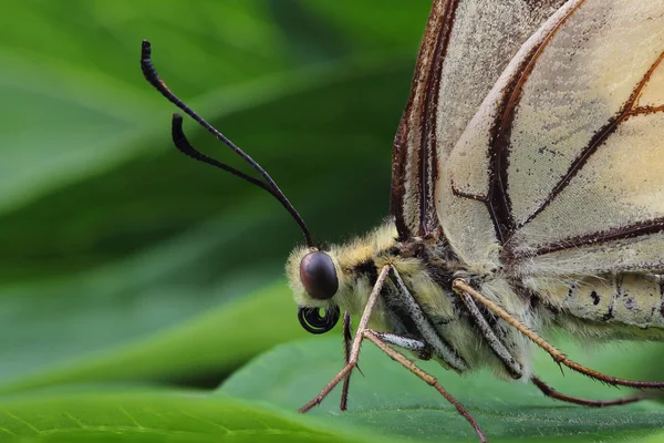 Ласточка Старого Света (Papilio machaon)) — стоковое фото