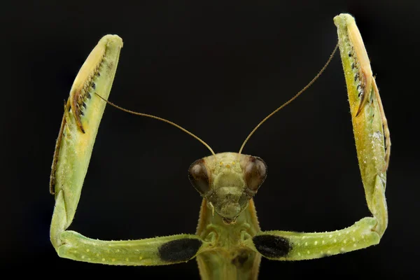 Mantis en negro —  Fotos de Stock