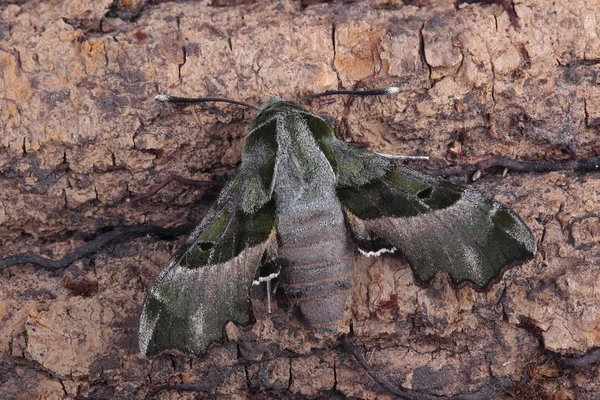 Moth - Willowherb Hawkmoth (Proserpinus proserpina) — Stock Photo, Image